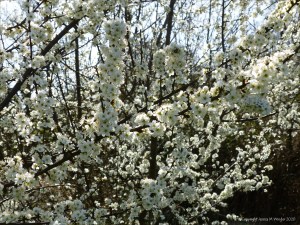 Blackthorn or Sloe blossoms