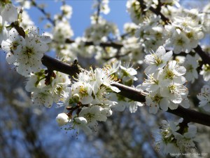 Blackthorn or Sloe blossoms