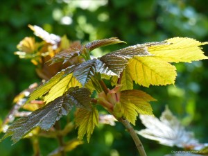 New leaves on Sycamore