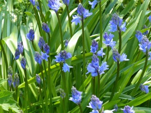 Bluebells