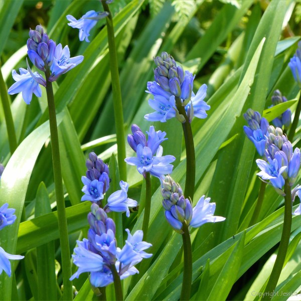 Bluebells