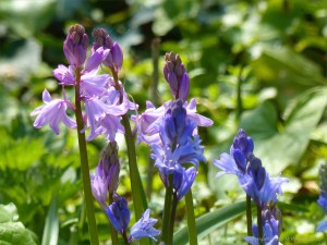 Bluebells