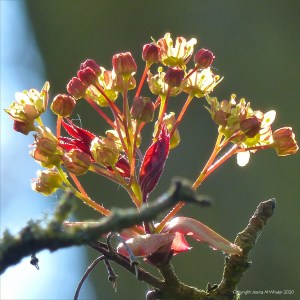 Opening flowers and leaves on a tree in spring