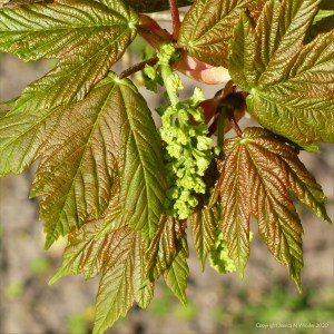 New leaves and flowers on Sycamore