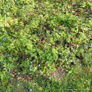 Forget-me-not flowers