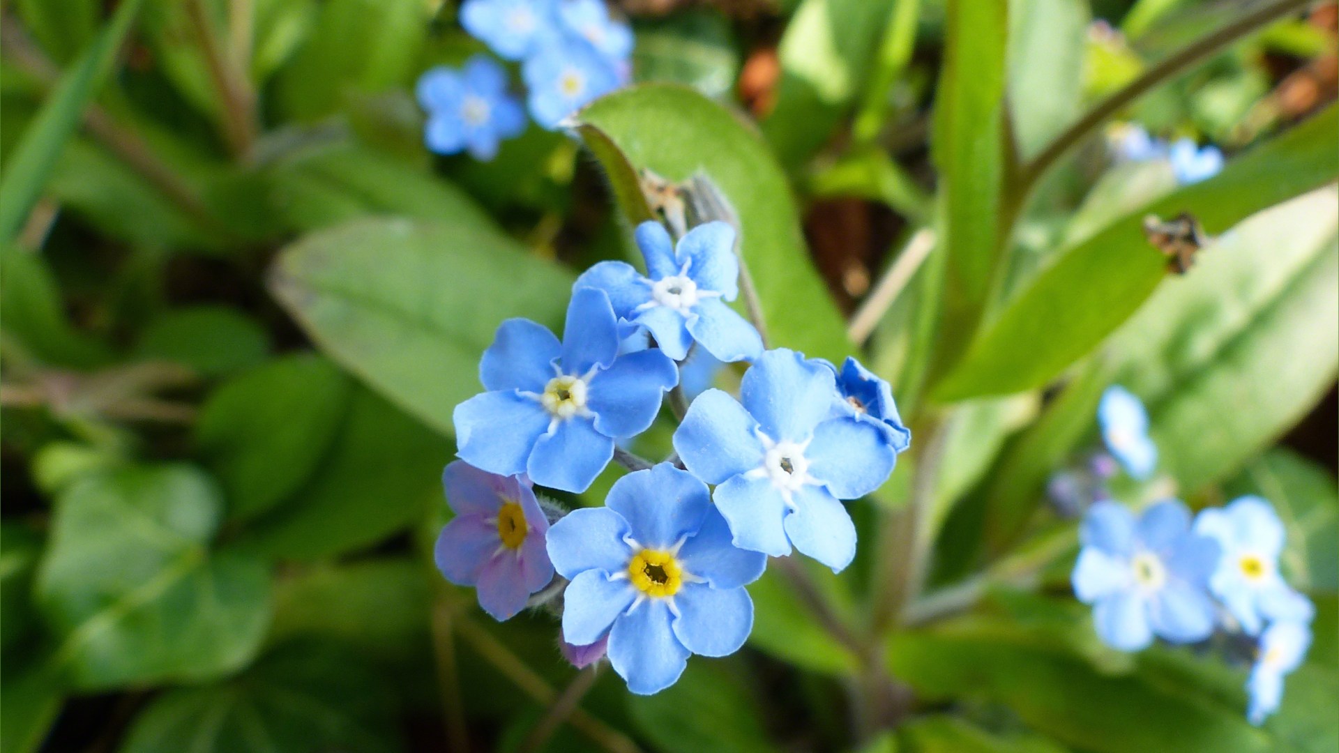 Forget-me-not flowers