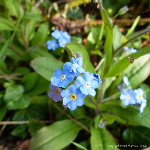 Forget-me-not flowers