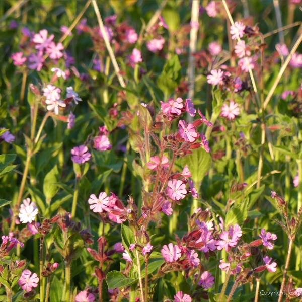 Red Campion flowers in evening sunlight