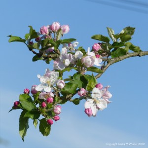 Apple blossoms