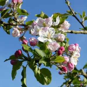 Apple blossoms