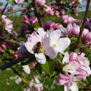 Apple blossoms