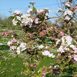 Apple blossoms