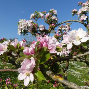 Apple blossoms
