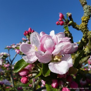 Apple blossoms