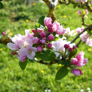 Apple blossoms