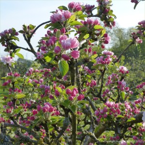 Apple blossoms