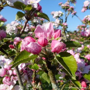 Apple blossoms