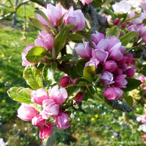 Apple blossoms