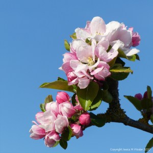 Apple blossoms