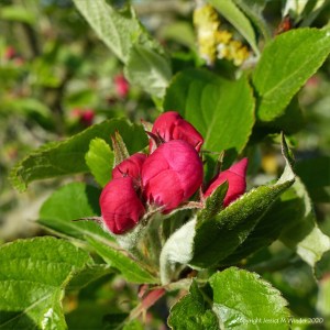 Apple blossoms