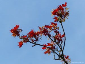 Opening flowers and leaves on a tree in spring