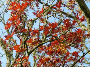 Opening flowers and leaves on a tree in spring