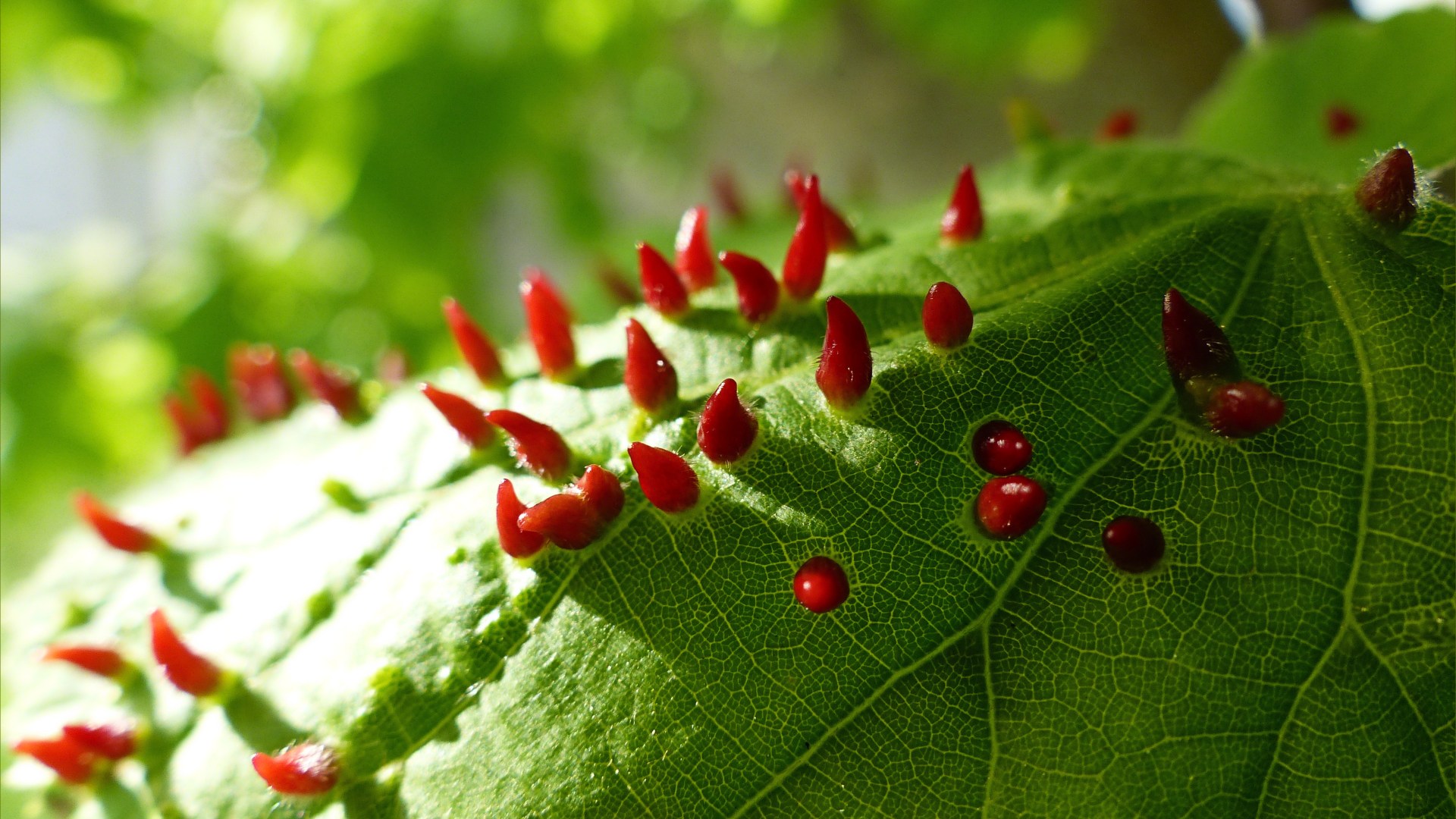Nail Galls on Common Lime leaves
