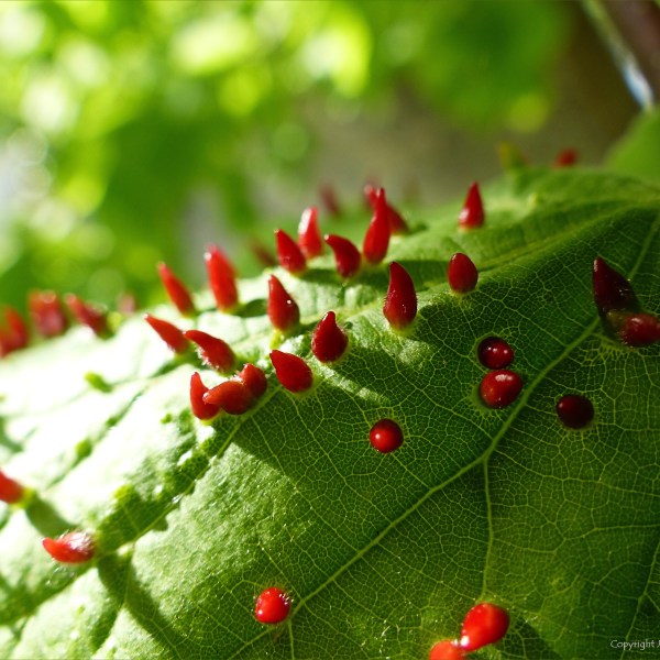 Nail Galls on Common Lime leaves