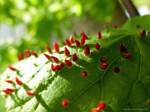 Nail Galls on Common Lime leaves