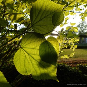 Leaves of Common Lime