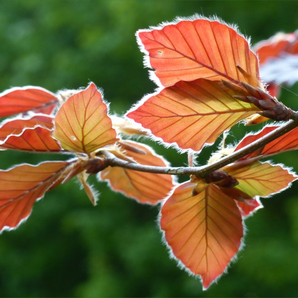 Copper Beech leaves