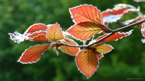 Copper Beech leaves