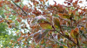 Copper Beech leaves