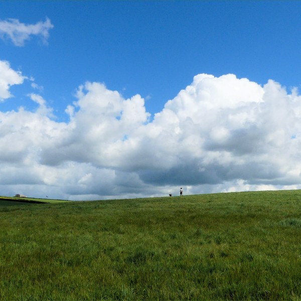 Green fields and big skies around Charlton Down in Spring
