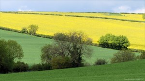 Fields around Charlton Down in Spring