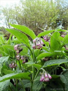 Wild Comfrey on the riverbank