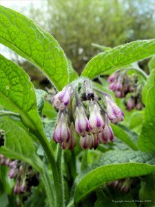 Wild Comfrey on the riverbank