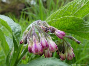 Wild Comfrey on the riverbank