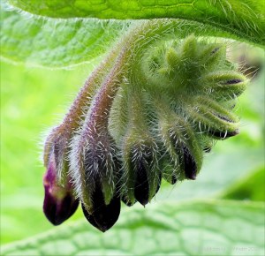 Wild Comfrey on the riverbank