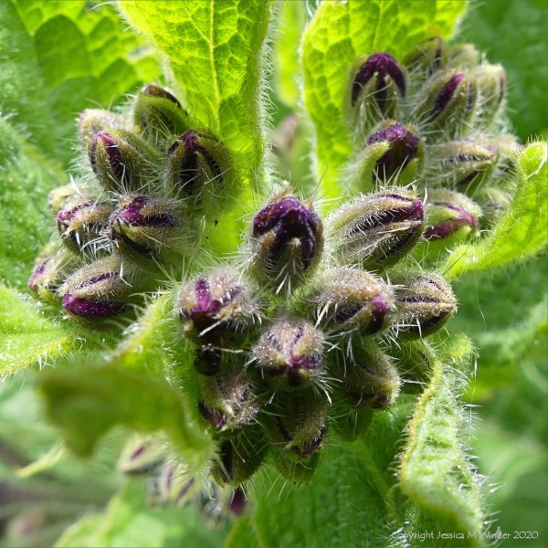 Wild Comfrey on the riverbank