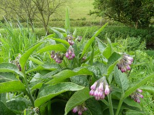 Wild Comfrey on the riverbank