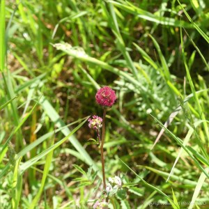 Salad Burnet flowers