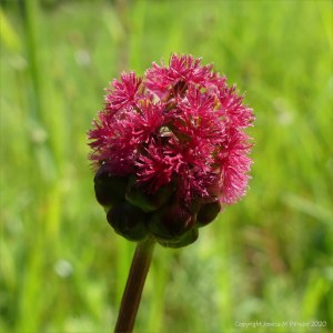 Salad Burnet flower