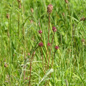 Salad Burnet flowers