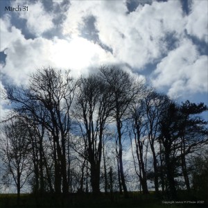 Line of trees 31st March 2020