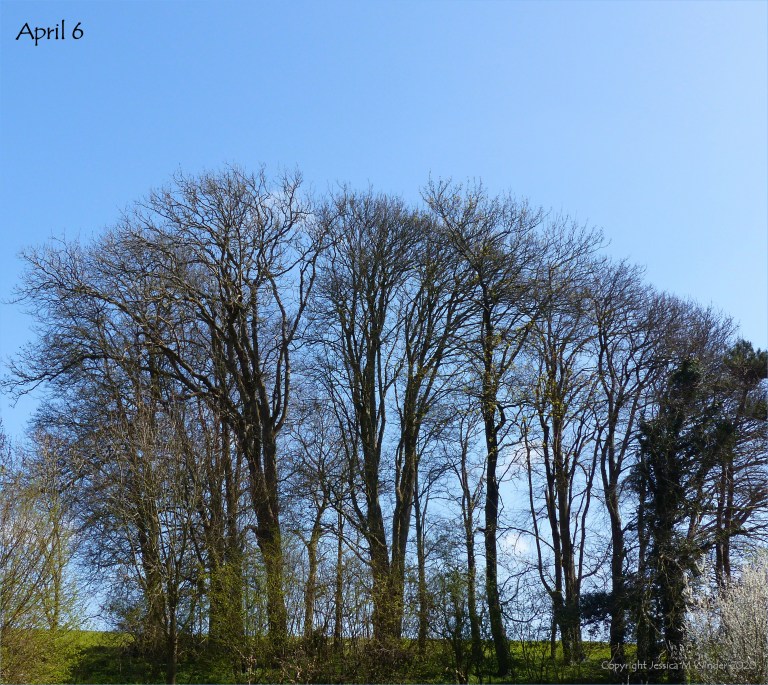 Line of trees April 6th 2020