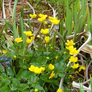 Marsh Marigolds or King Cups