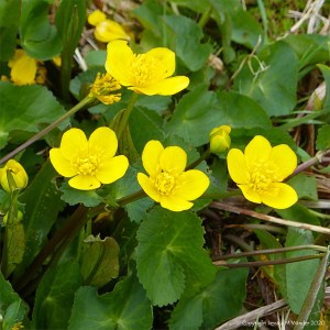 Marsh Marigolds or King Cups