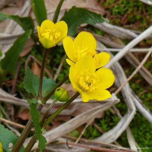 Marsh Marigolds or King Cups