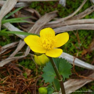 Marsh Marigolds or King Cups
